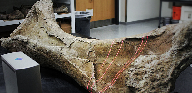 Scanning by a 3-D laser scanner of the humerus fossil from the dinosaur Paralititan in the lab of Dr. Ken Lacovara